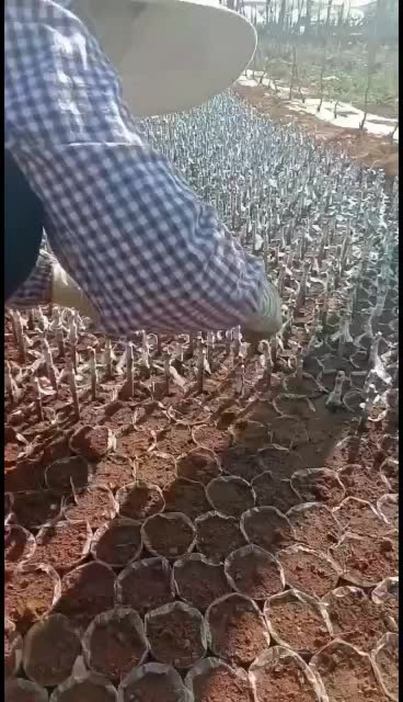 水晶葡萄苗，嫁接成功，王国利90%