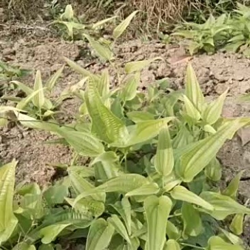 紫花百部苗，长得还好