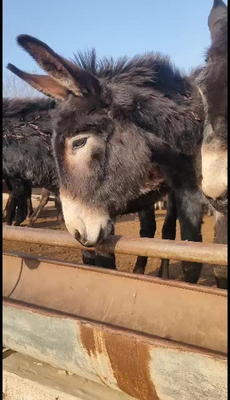 改良肉驴，德州驴，陕西粉驴关东驴乌头驴。