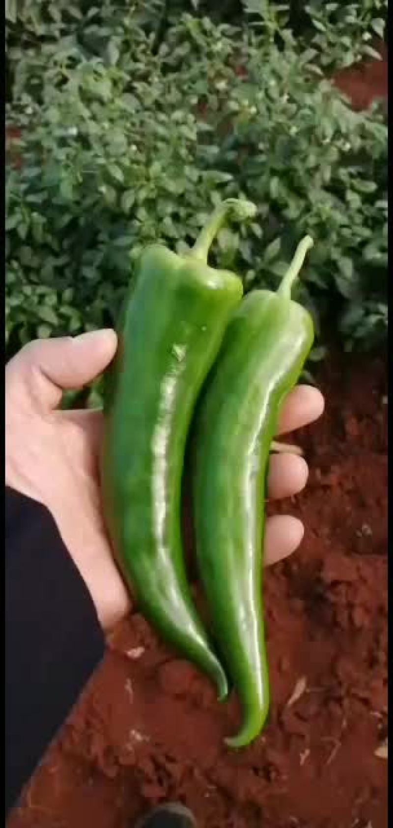 青皮尖椒~广东反季节辣椒