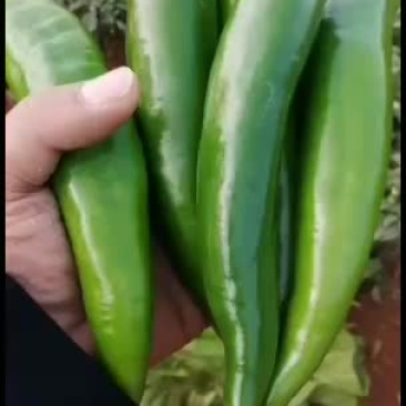 青皮尖椒~广东反季节辣椒