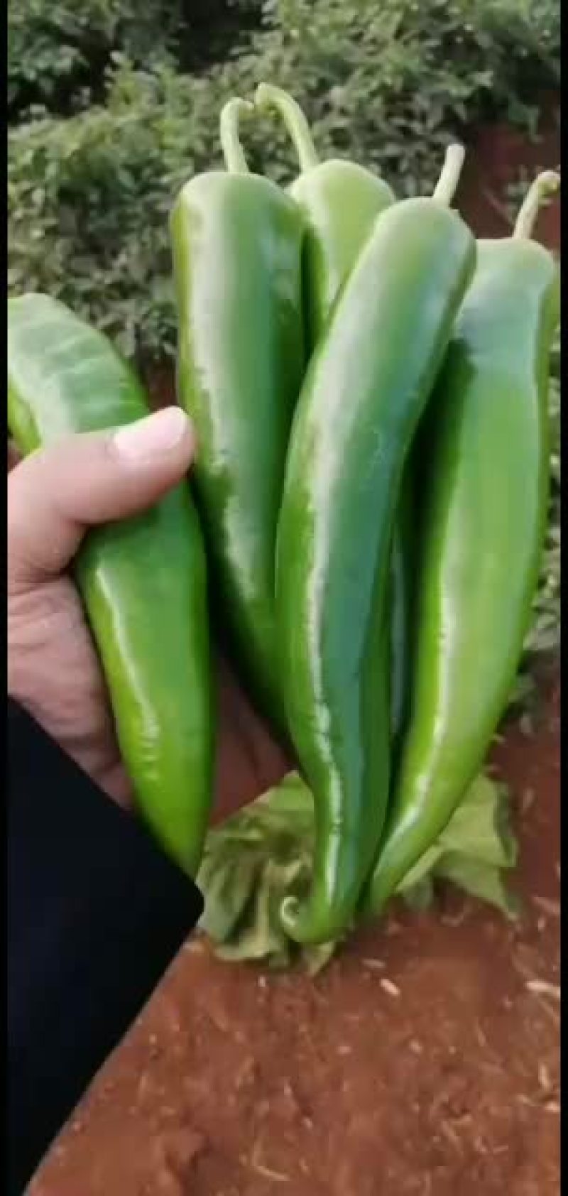 青皮尖椒~广东反季节辣椒