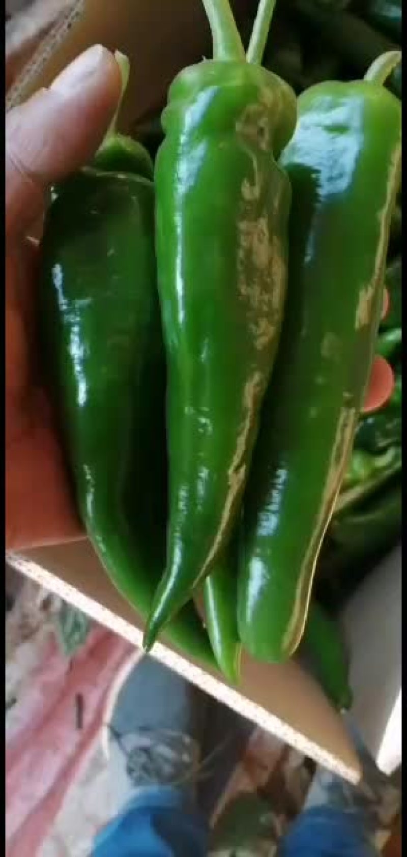 青皮尖椒~广东反季节辣椒