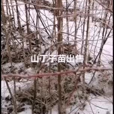 2021年苗木预订山丁子苗