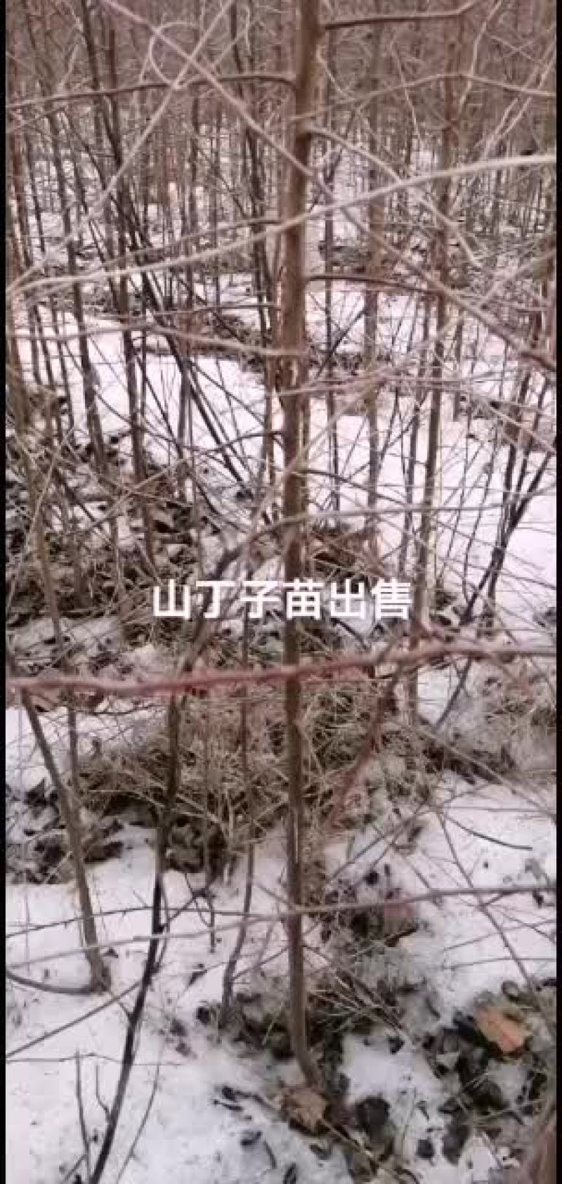 2021年苗木预订山丁子苗