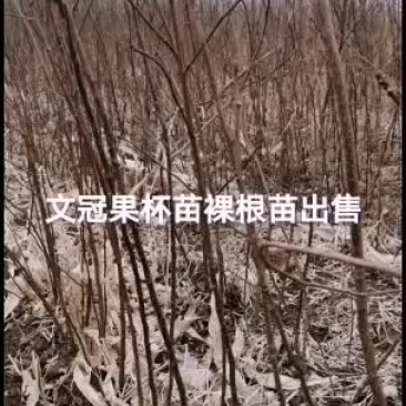 2021文冠果杯苗裸根苗出售预订