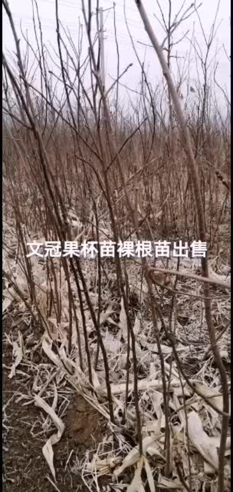 2021文冠果杯苗裸根苗出售预订
