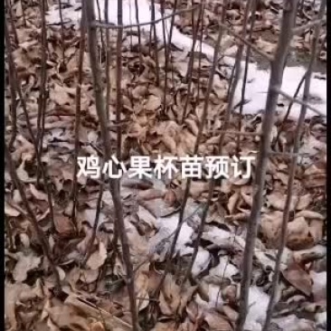 2021年苗木预订鸡心果杯苗裸根苗