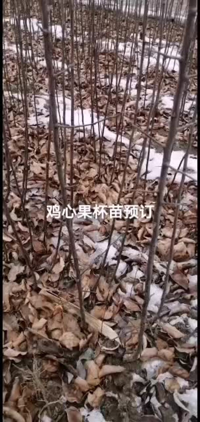 2021年苗木预订鸡心果杯苗裸根苗