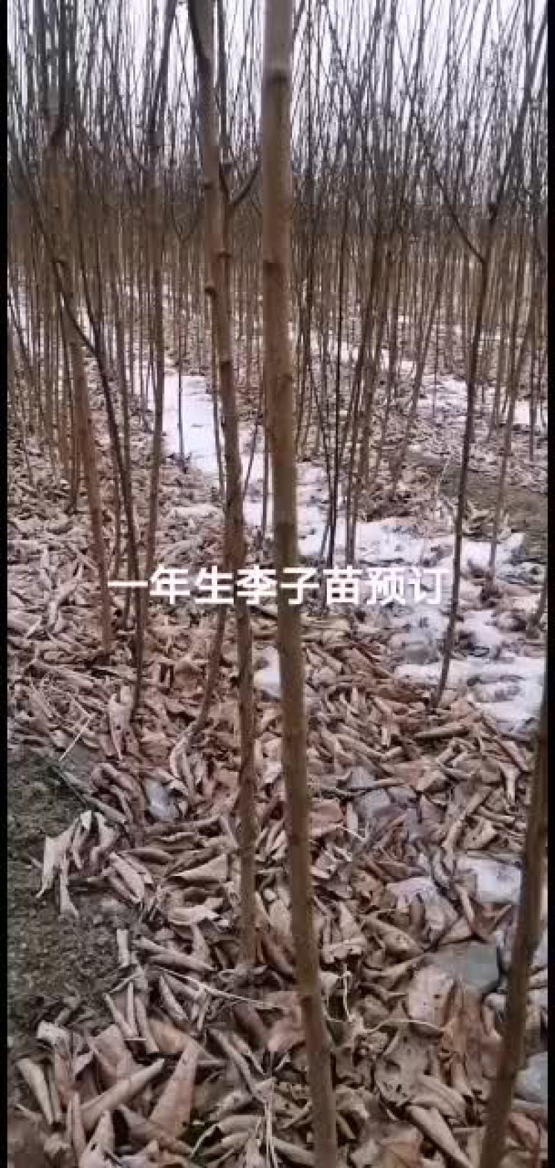 2021年苗木预订李子苗