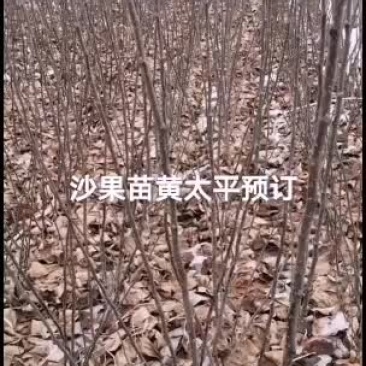 2021年苗木预订沙果苗