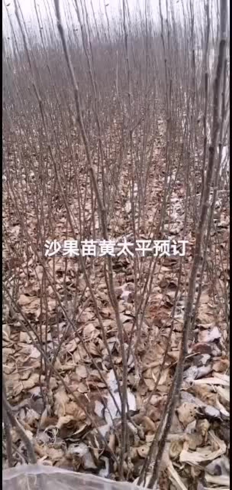 2021年苗木预订沙果苗