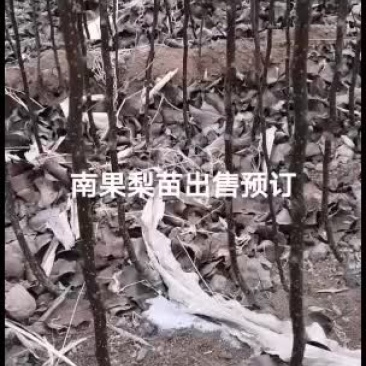 2021年苗木预订苹果梨苗