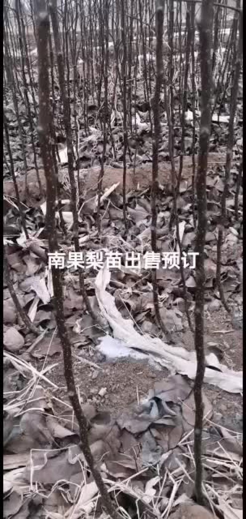 2021年苗木预订苹果梨苗