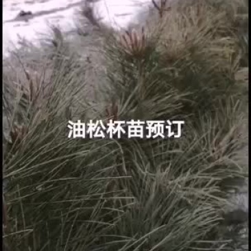 2021年苗木预订油松杯苗出售