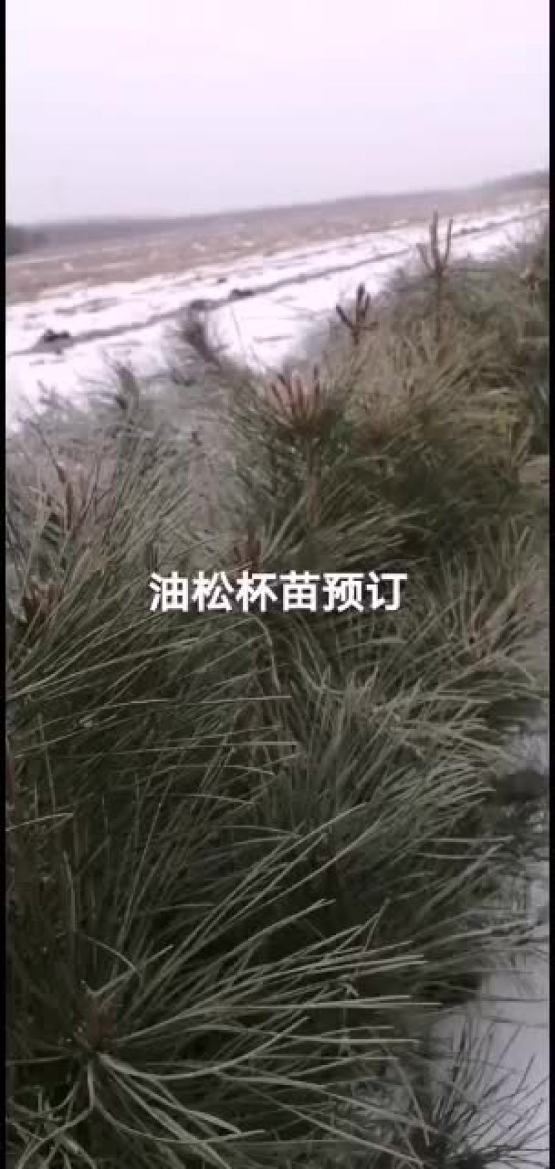 2021年苗木预订油松杯苗出售