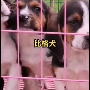 精品纯种双血统比格犬