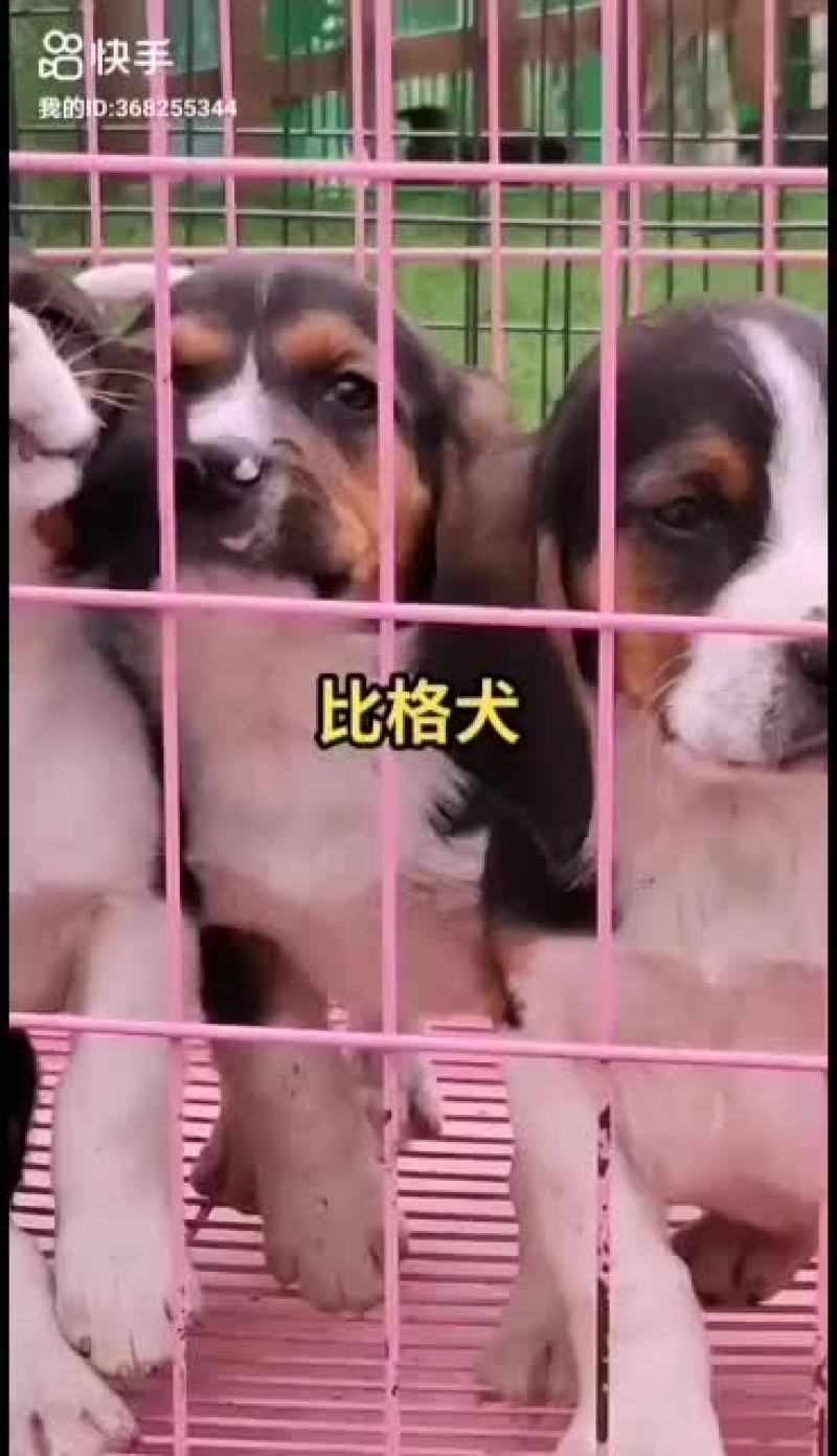 精品纯种双血统比格犬