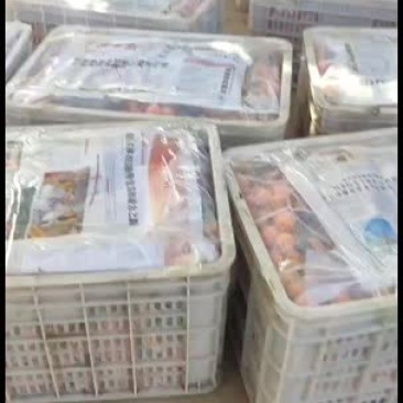 油皮金桔，又好又甜味道杆杆的