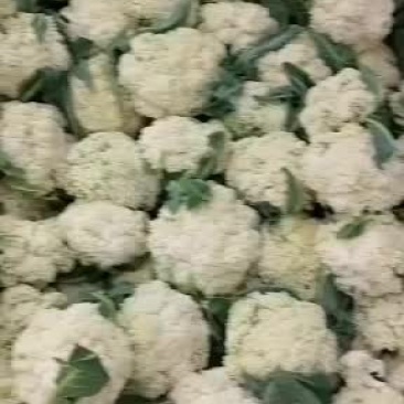 大量松花菜上市，欢迎全国老板洽谈。每天都能发车