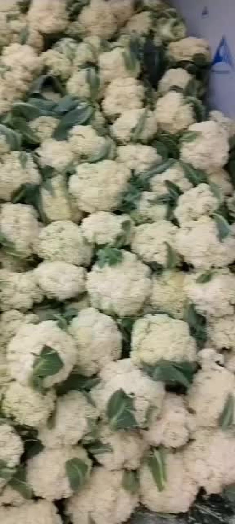 大量松花菜上市，欢迎全国老板洽谈。每天都能发车