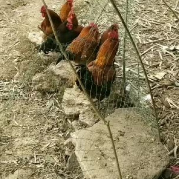 正宗的农家散放养的土鸡，土鸭