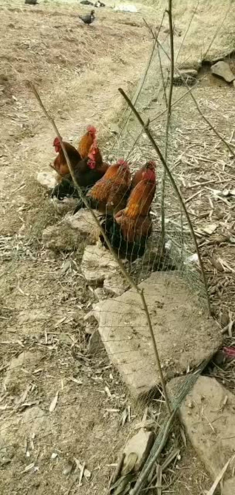 正宗的农家散放养的土鸡，土鸭