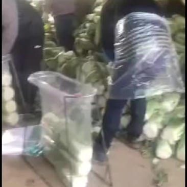 出售大白菜大量200吨