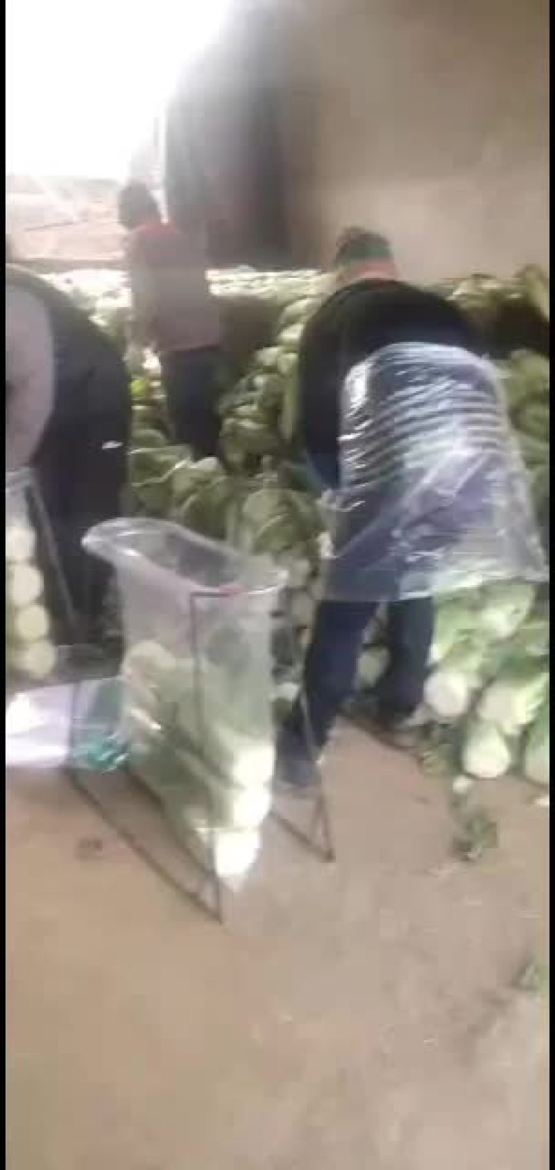 出售大白菜大量200吨