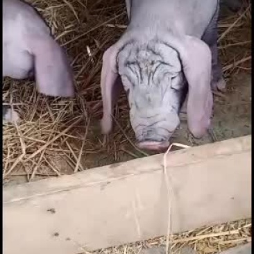 太湖原种高产母猪，高产母猪