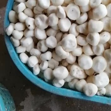 广西特大白肉马蹄清甜可口
