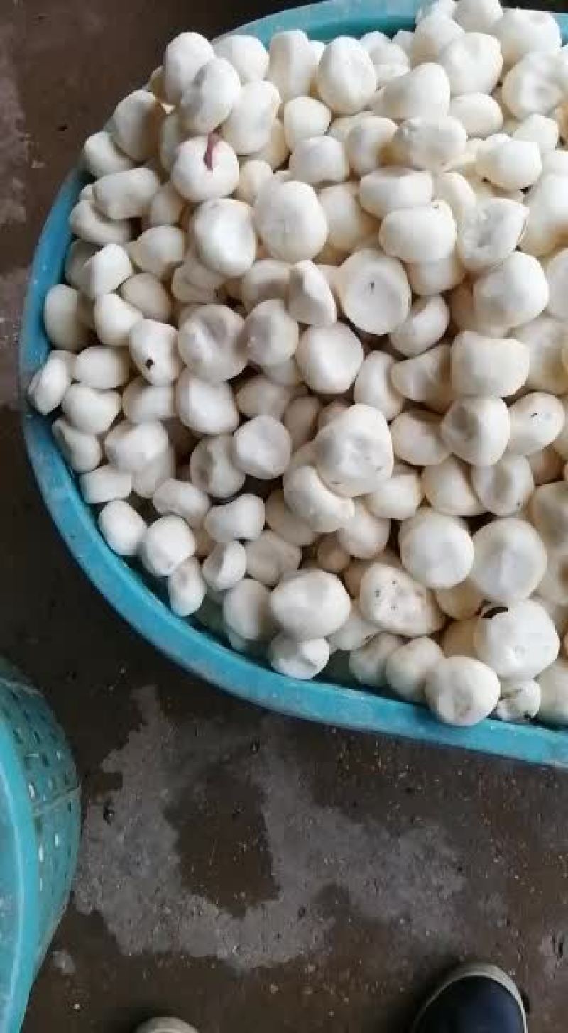 广西特大白肉马蹄清甜可口