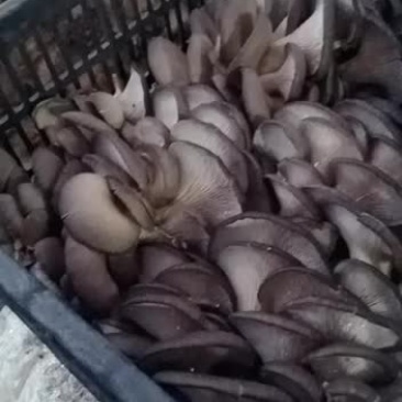小精品，欢迎老板来采购