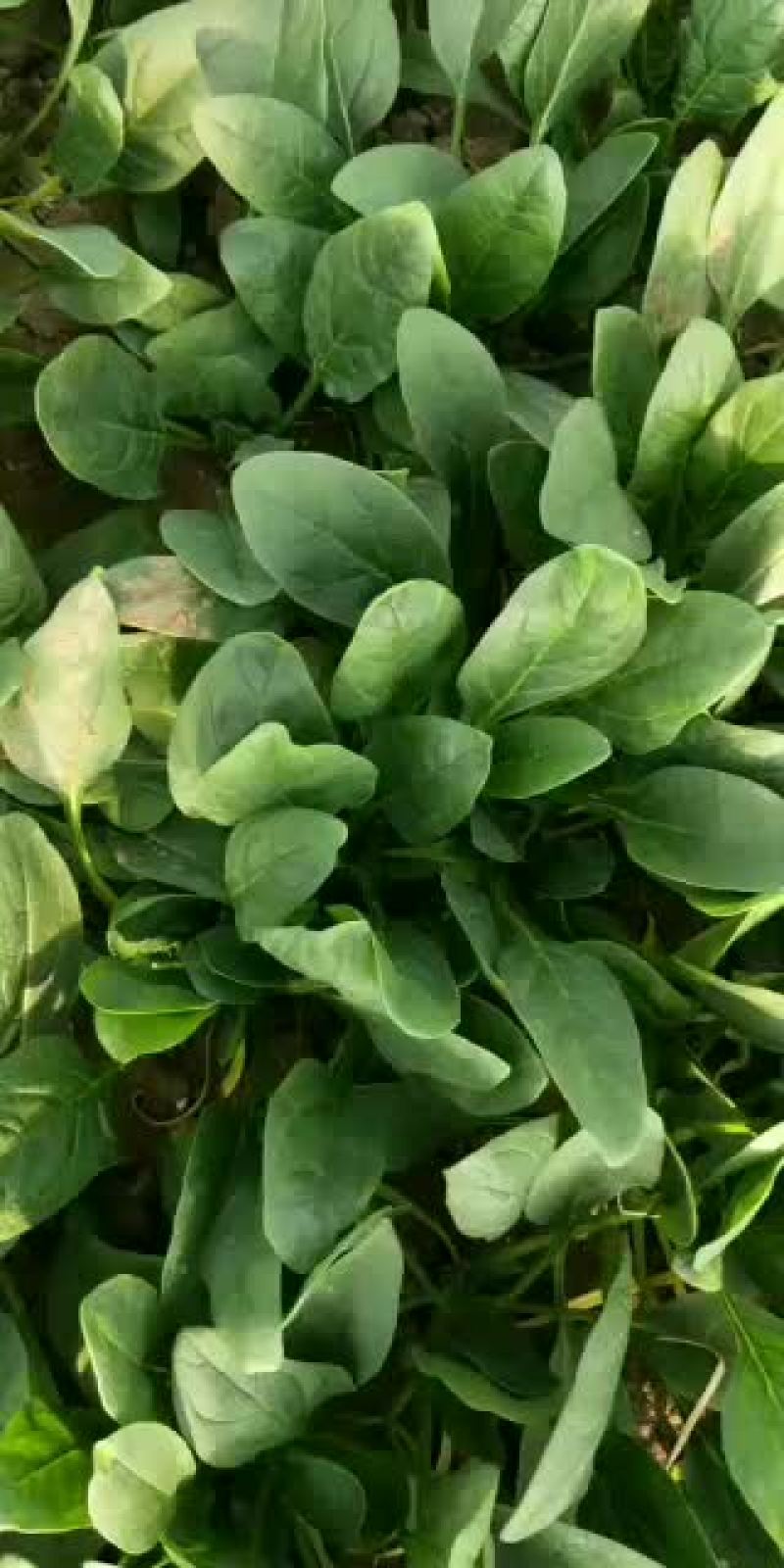 菠菜，大叶菠菜25公分，小叶菠菜18公分，需要的联系！