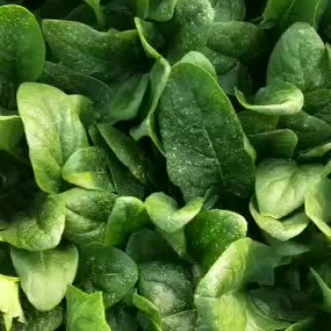 菠菜，大叶菠菜25公分，小叶菠菜18公分，需要的联系！