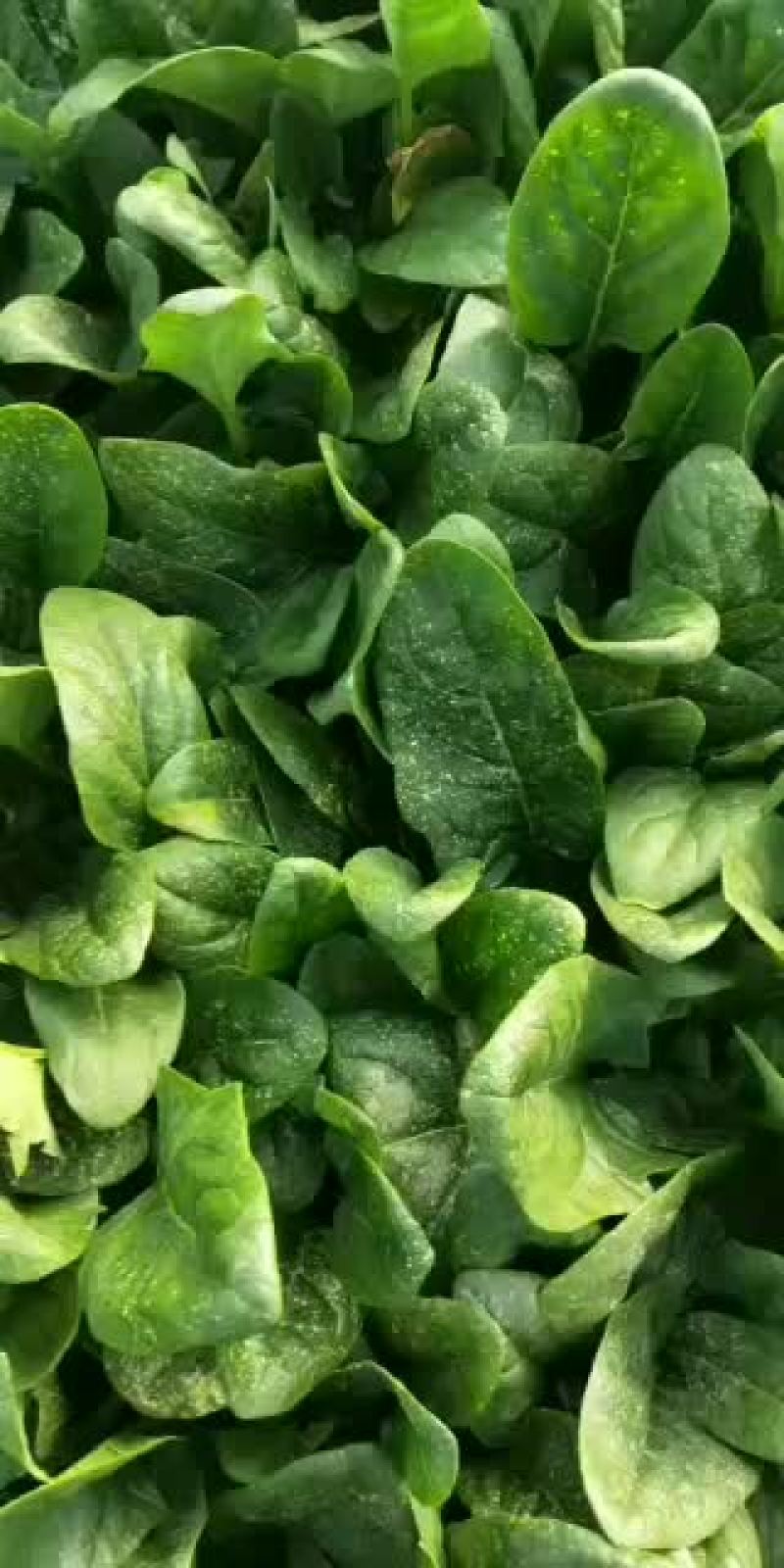 菠菜，大叶菠菜25公分，小叶菠菜18公分，需要的联系！