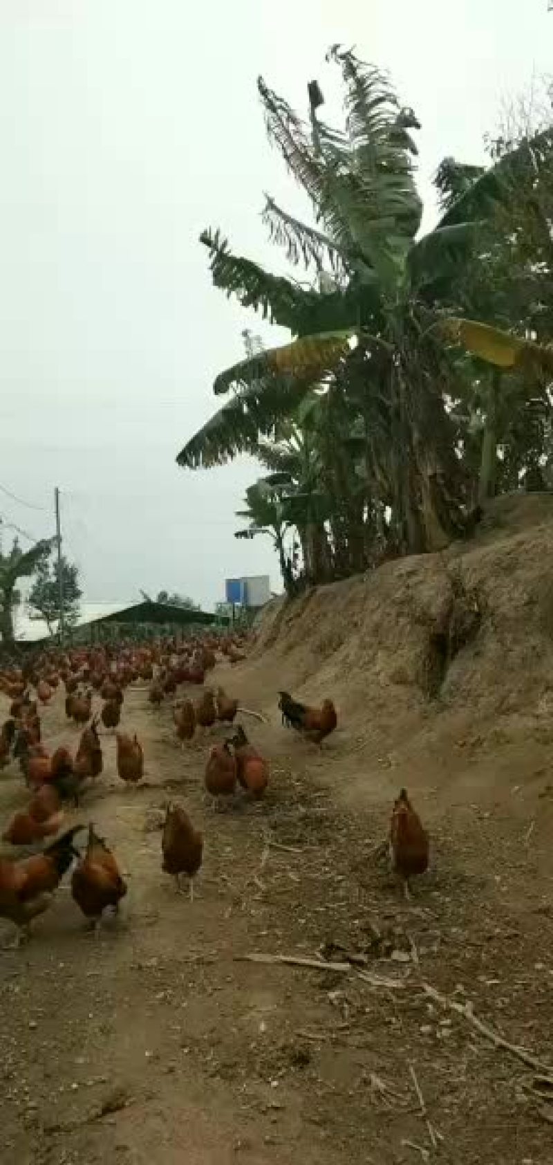 云南省红河州蒙自市岀售沉香鸡