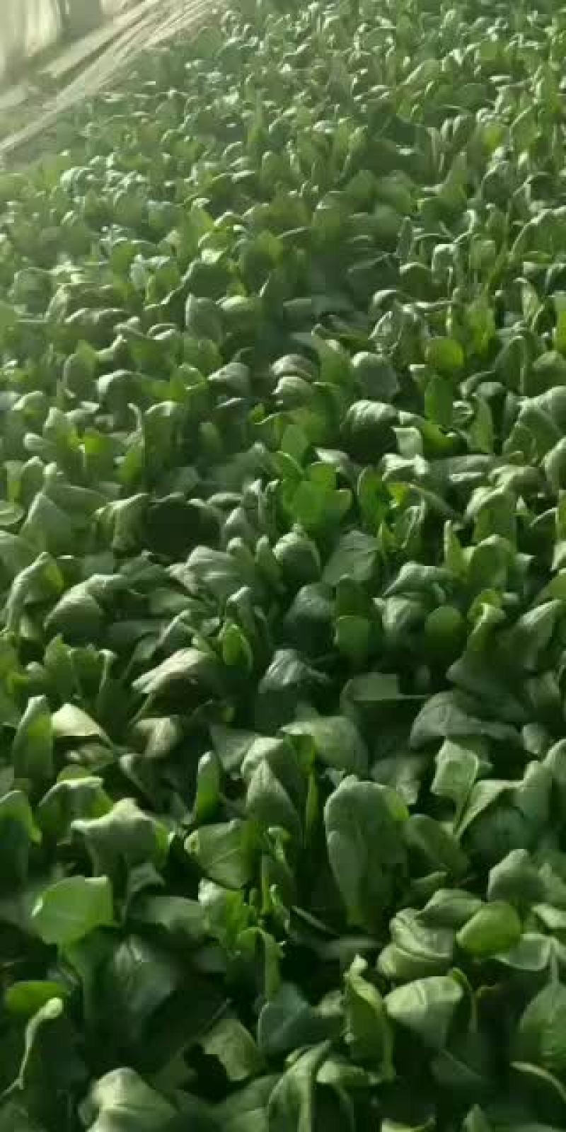 菠菜，大叶菠菜25公分，小叶菠菜18公分，需要的联系！