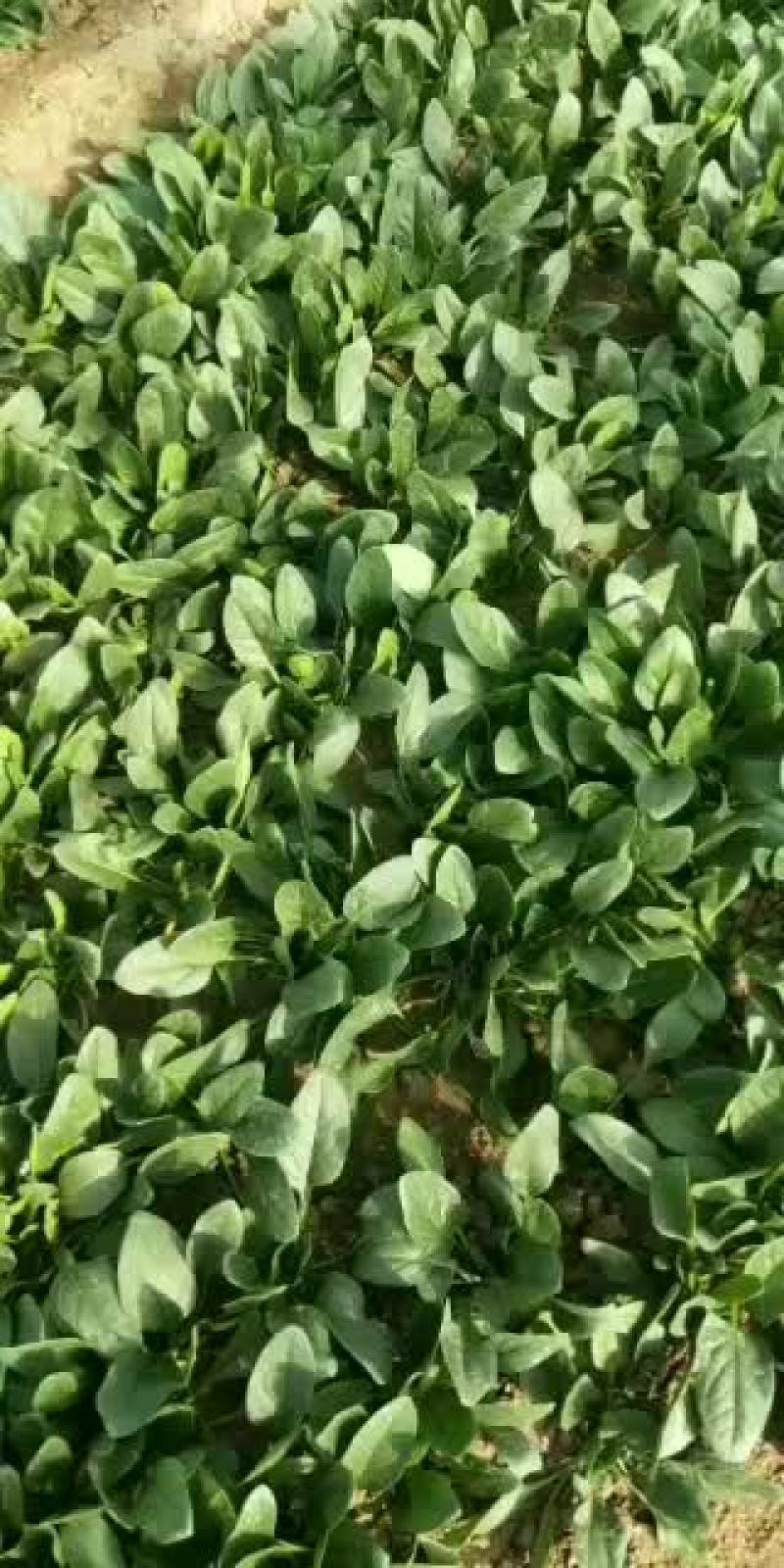 菠菜，大叶菠菜25公分，小叶菠菜18公分，需要的联系！