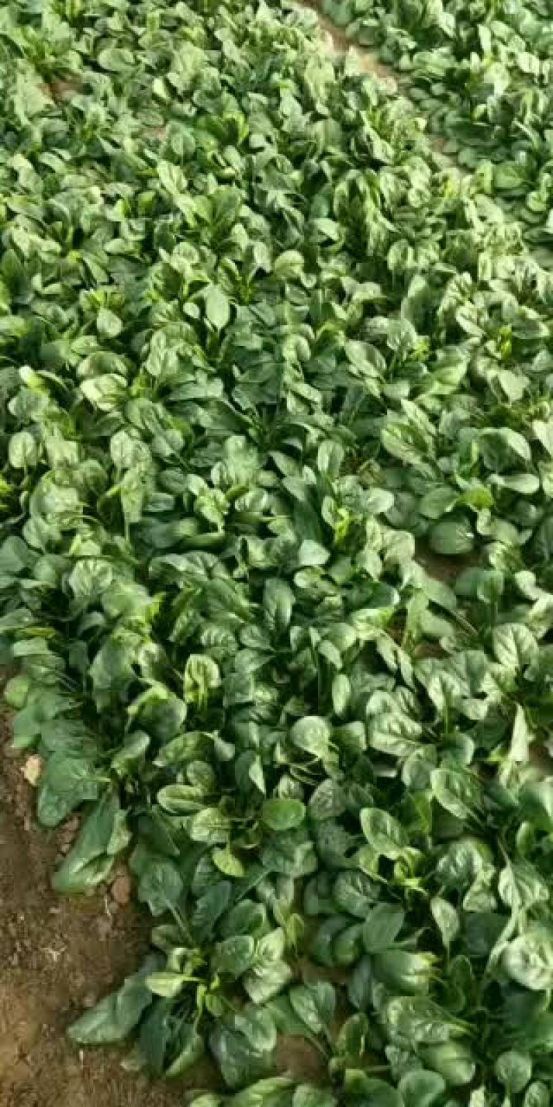 菠菜，大叶菠菜25公分，小叶菠菜18公分，需要的联系！