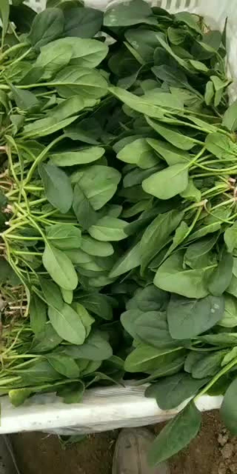 菠菜，大叶菠菜25公分，小叶菠菜18公分，需要的联系！