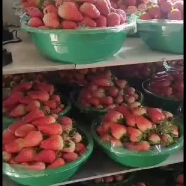 章姬奶油草莓欢迎合作共赢大量有货