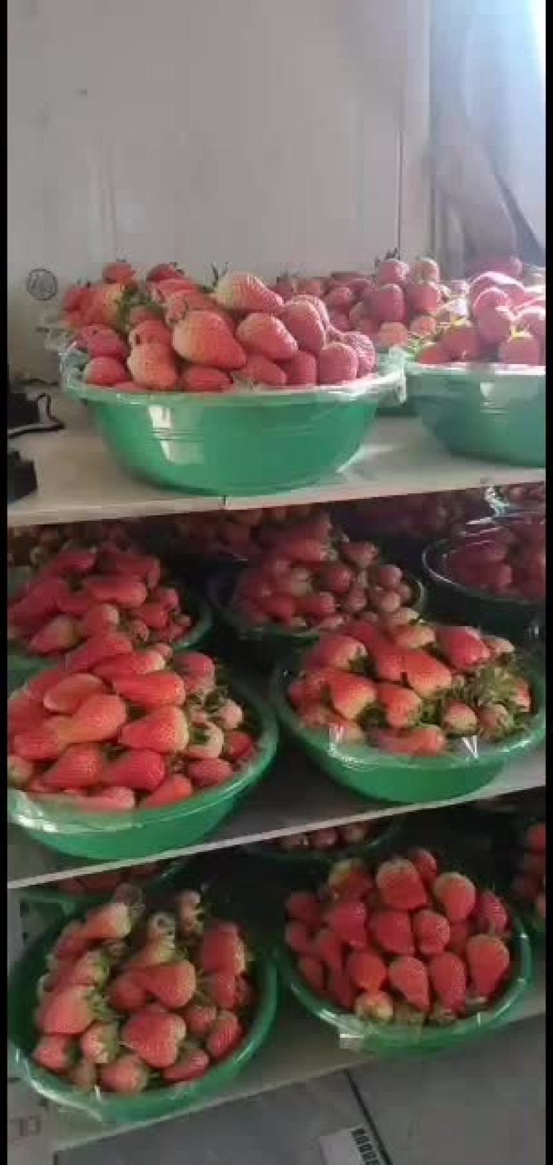 章姬奶油草莓欢迎合作共赢大量有货