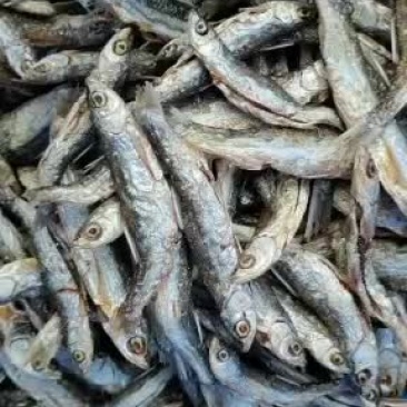 原生态饮用水库鱼！！