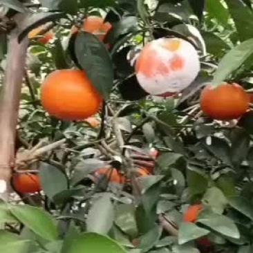 沃柑代办广西河池环江