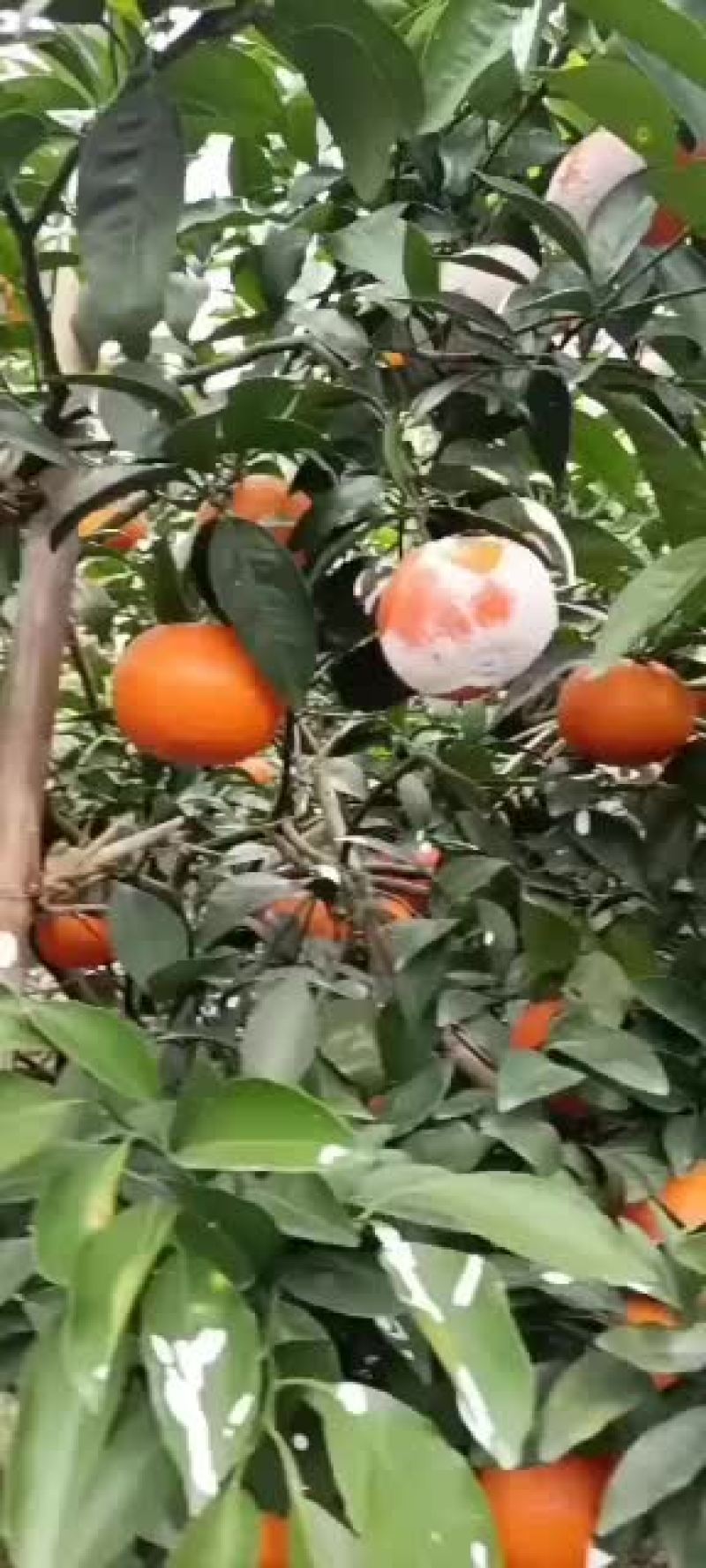 沃柑代办广西河池环江