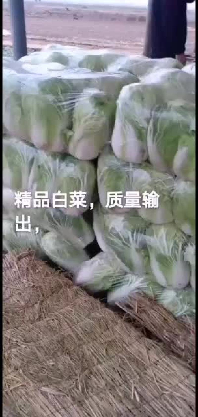 冷库萝卜300吨质量很好，大小均匀，颜色好，水分足