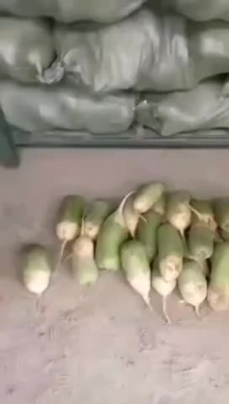冷库萝卜300吨质量很好，大小均匀，颜色好，水分足