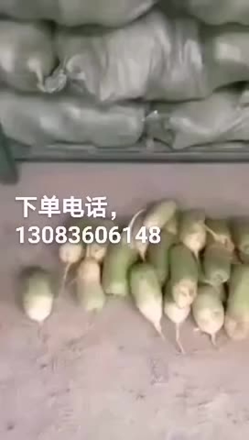 冷库萝卜300吨质量很好，大小均匀，颜色好，水分足