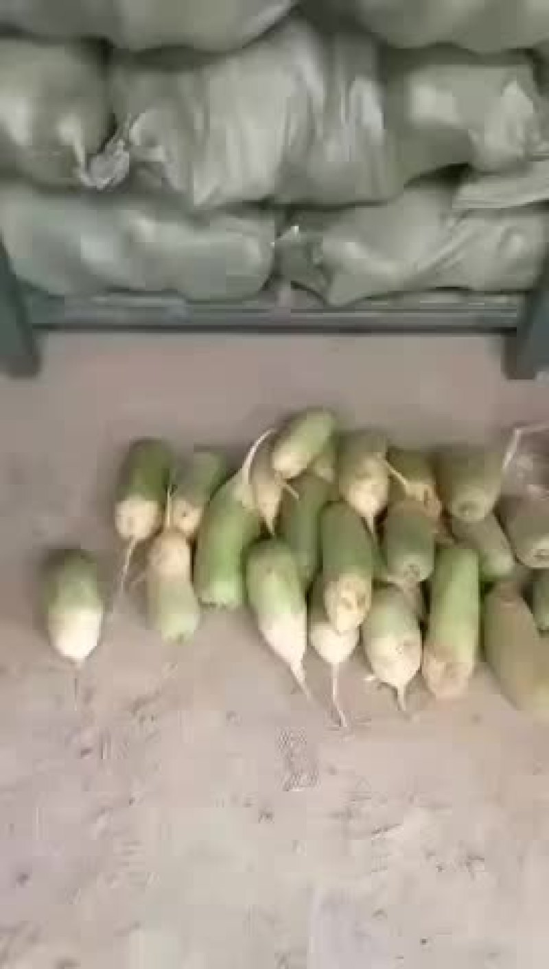 冷库萝卜300吨质量很好，大小均匀，颜色好，水分足